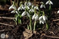 /album/tsvetya-flowers/lightroomed-kokicheta-1-of-1-3-jpg/